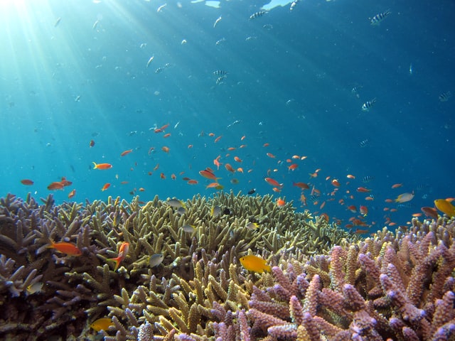 El parque submarino “ReefLine” de Miami protegerá el medio ambiente