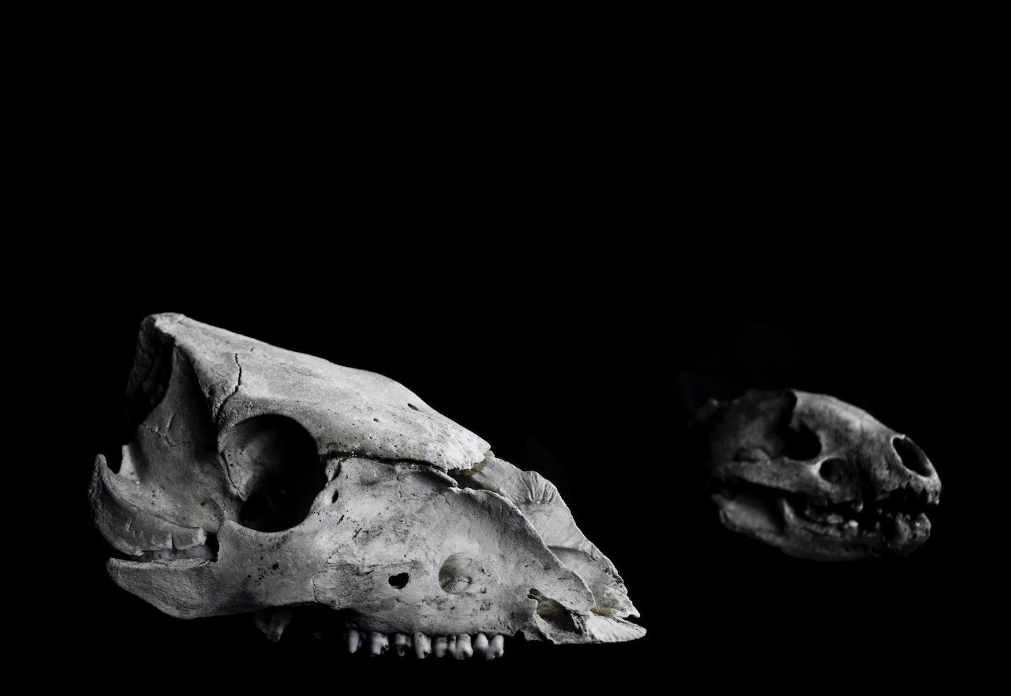 Strabiliante scoperta archeologica: ritrovati a Roma i resti fossili del primo lupo d’Europa